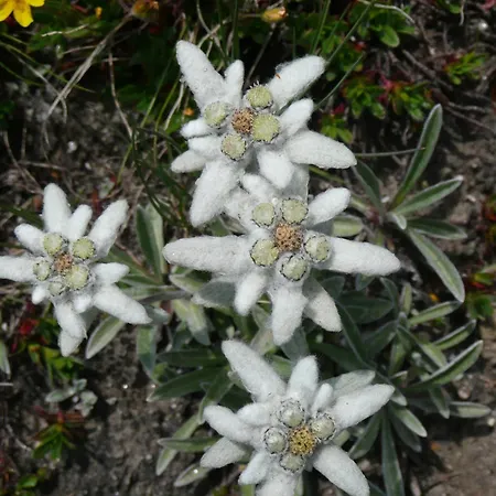 公寓 Mit Schoener Sicht Auf Bergpanorama Und Uebers Tal Ernen