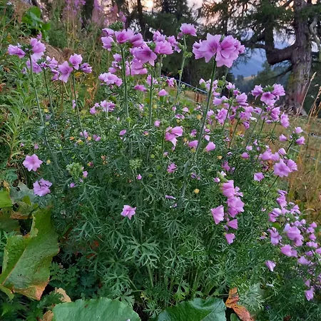 Mit Schoener Sicht Auf Bergpanorama Und Uebers Tal *