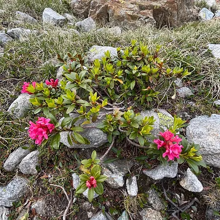 Mit Schöner Sicht Auf Bergpanorama Und übers Tal Apartamento Ernen