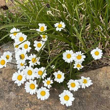 Mit Schoener Sicht Auf Bergpanorama Und Uebers Tal Apartment