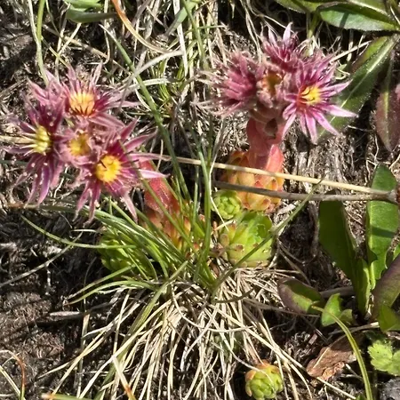 Mit Schöner Sicht Auf Bergpanorama Und übers Tal Ernen