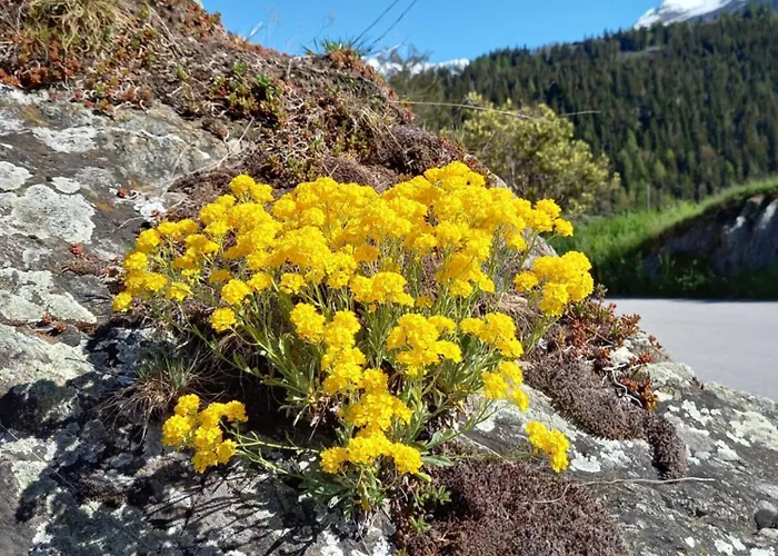 Mit Schoener Sicht Auf Bergpanorama Und Uebers Tal Διαμέρισμα