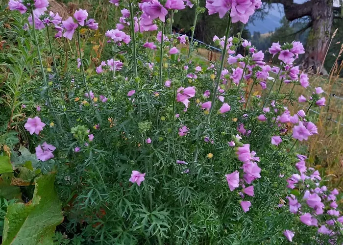 Mit Schoener Sicht Auf Bergpanorama Und Uebers Tal *