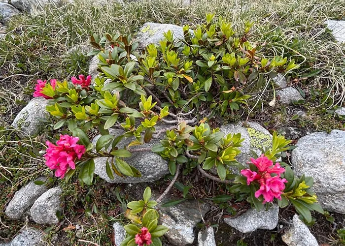Mit Schoener Sicht Auf Bergpanorama Und Uebers Tal Apartamento Ernen